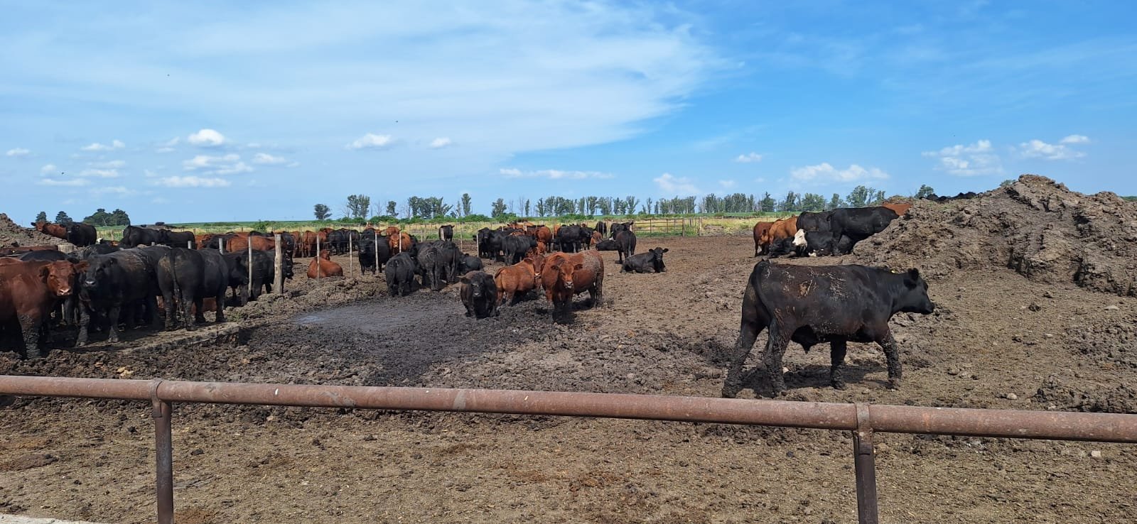 Un grupo de ganado bovino pastando en un corral, rodeado de cercas, bajo un cielo despejado.