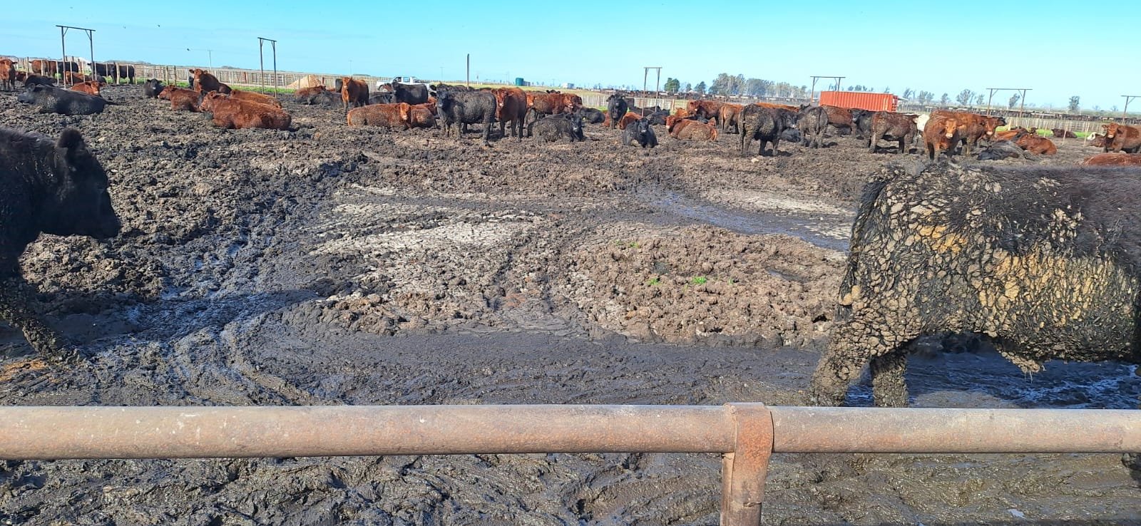 Vacas en un corral con barro, ilustrando la necesidad de gestión ambiental y condiciones sanitarias adecuadas.