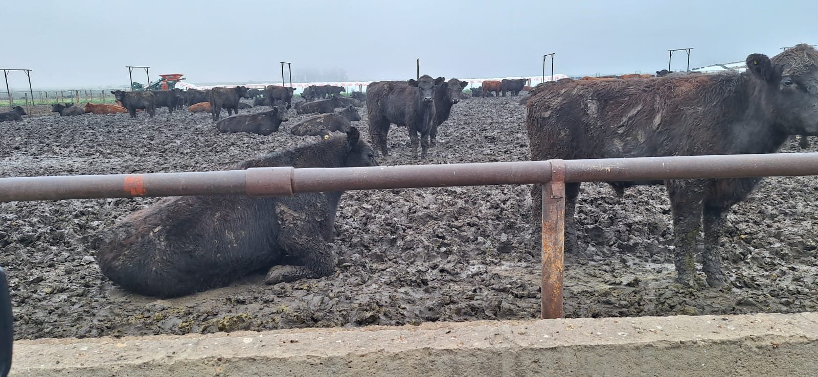 Ganado en un corral, ilustrando condiciones que se evalúan en consultoría de seguridad ocupacional y manejo ambiental.