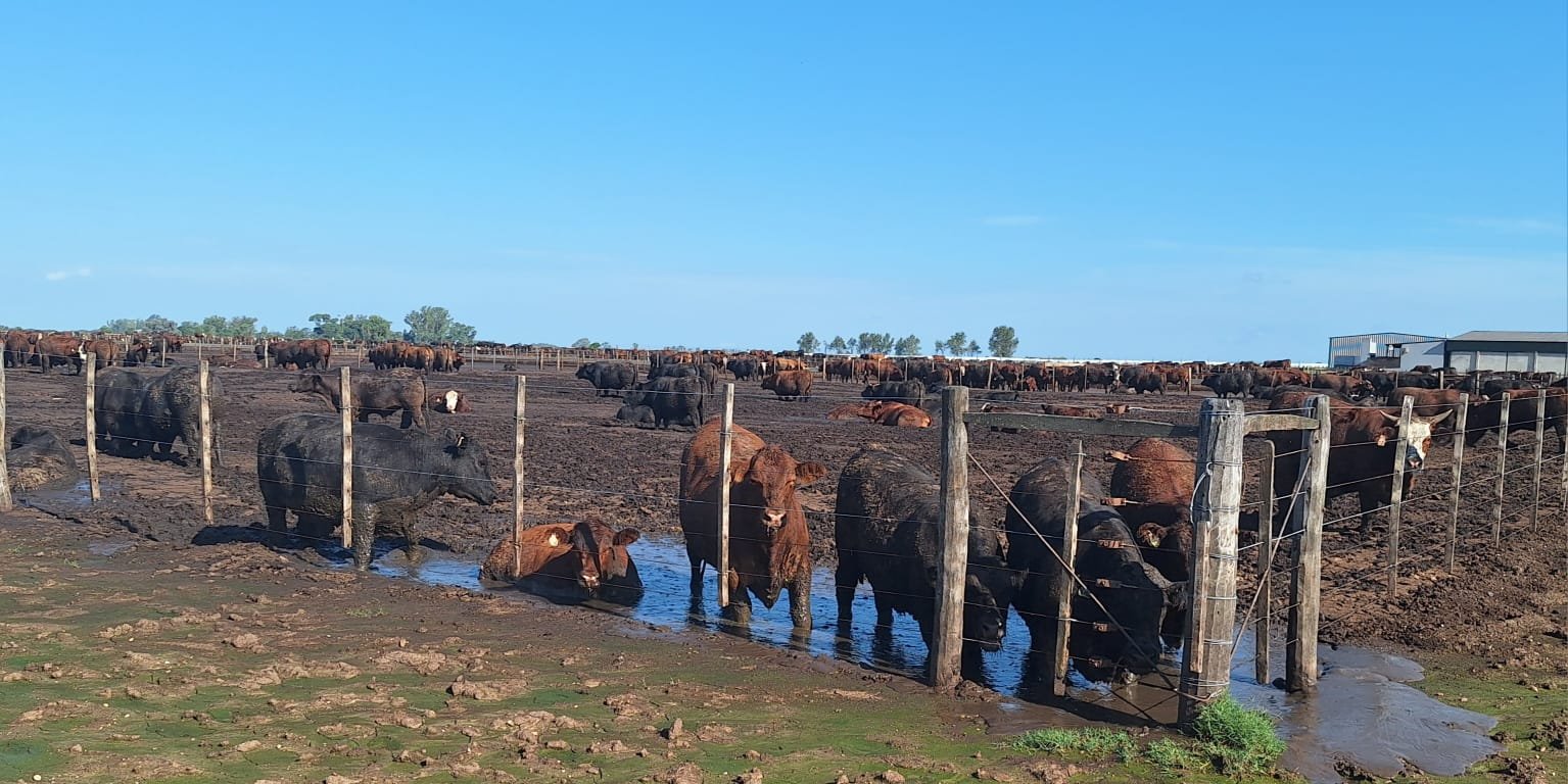 Vacas de engorde en un corral con barro y agua estancada, condiciones que requieren evaluación de salud ocupacional y gestión ambiental.